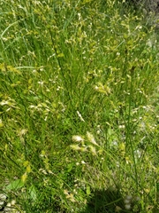 Carex tetrastachya
