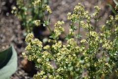 Galium multiflorum