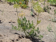 Lomatium multifidum