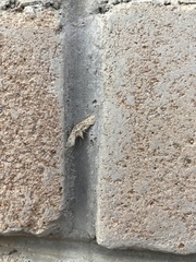 Parapoynx affinialis
