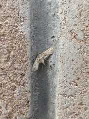 Parapoynx affinialis