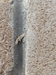 Parapoynx affinialis