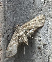 Parapoynx affinialis