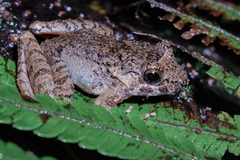 Limnonectes microdiscus
