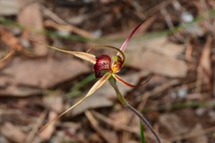 Caladenia calcicola