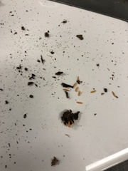 Lasioptera solidaginis