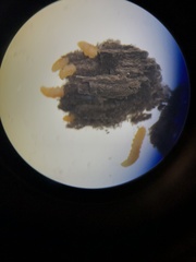 Lasioptera solidaginis