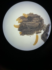 Lasioptera solidaginis