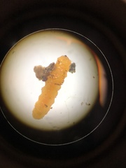 Lasioptera solidaginis