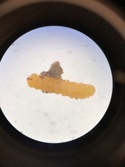 Lasioptera solidaginis