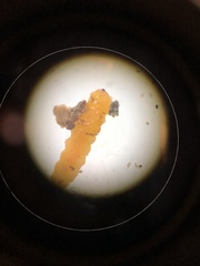 Lasioptera solidaginis