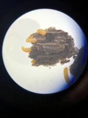 Lasioptera solidaginis