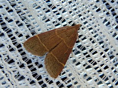 Hypsopygia glaucinalis