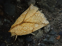 Brachyxanthia zelotypa