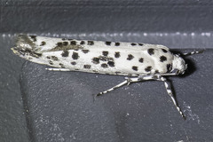 Yponomeuta internellus