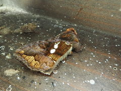 Antoculeora locuples