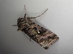 Ctenoplusia ichinosei