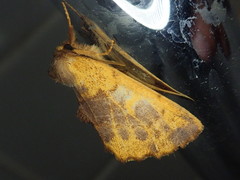 Himeropteryx miraculosa