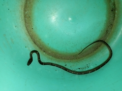 Lycodon anamallensis