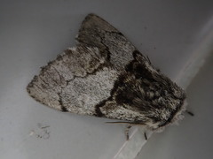 Phalerodonta manleyi