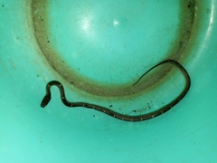 Lycodon anamallensis