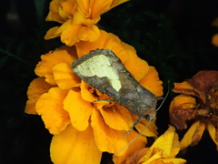 Thysanoplusia intermixta