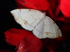 Lomographa simplicior