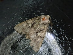 Dryobotodes intermissa