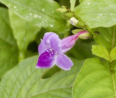 Asystasia dalzelliana