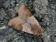 Diarsia pacifica