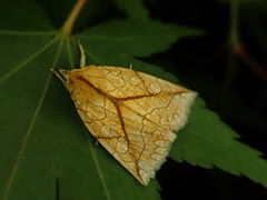 Brachyxanthia zelotypa