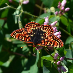 Euphydryas chalcedona sierra