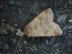 Diarsia canescens