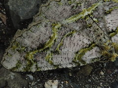 Gigantalcis flavolinearia