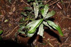 Carronia multisepalea