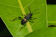Obrida comata