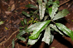 Carronia multisepalea