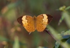 Cupha erymanthis maja