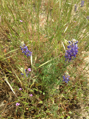 Lupinus excubitus