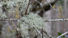 Usnea silesiaca