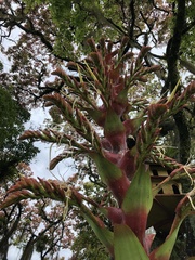 Alcantarea imperialis