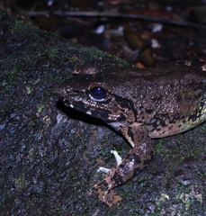 Limnonectes macrodon