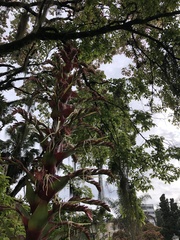 Alcantarea imperialis