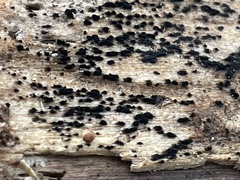 Berkleasmium concinnum