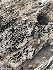 Berkleasmium concinnum