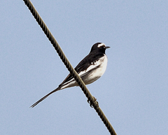 White-Browed Wagtail photo 4