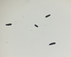 Berkleasmium concinnum