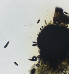 Berkleasmium concinnum