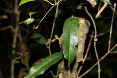 Aristolochia laheyana