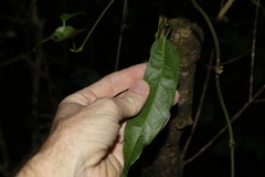 Aristolochia laheyana